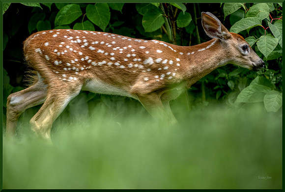 Fawn Deciding w sig-bord for web DSC_8891