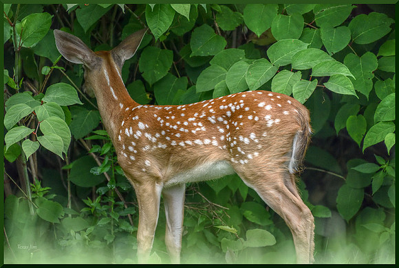 Fawn Listening w sig-bord for web DSC_8888