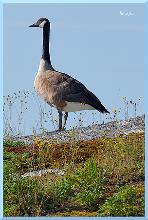 Canadian Goose - Sentry w sig-bord DSC_8877