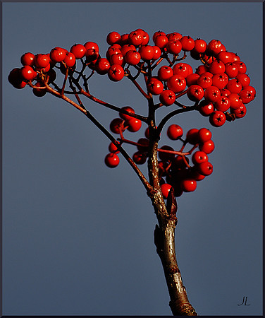 Winterberry Holly 4 w sig DSC_3662