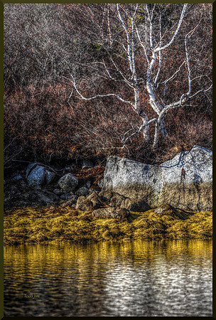 Back Bay Shoreline for web DSC_0081