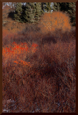 Winter Field DSC_4296