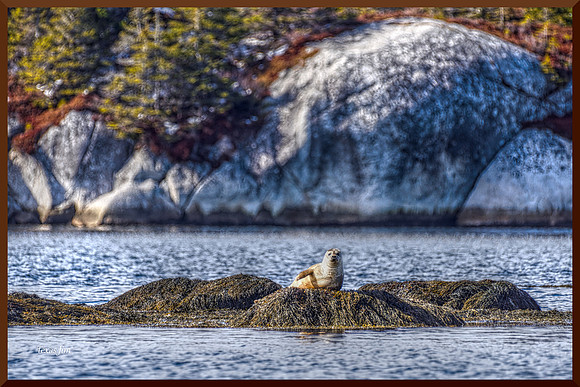 Seal on a Rock w sig-bord DSC_0943