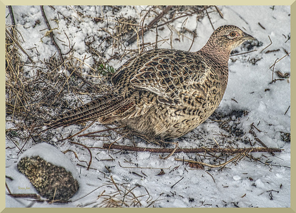Pheasant in the Snow DSC_0964