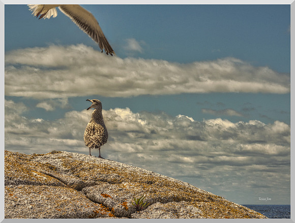 Gull Calling DSC_2775