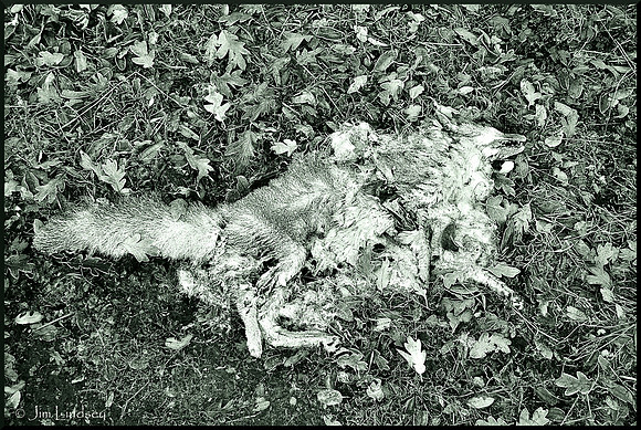 Dead Fox and Frost w border DSC_0121