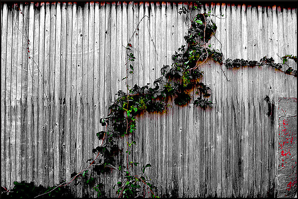 Ivy on Garage Door w sig DSC_1951