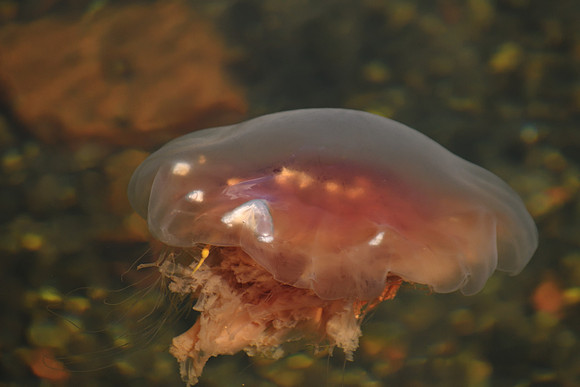 Jellyfish Ballet 10 DSC_0160