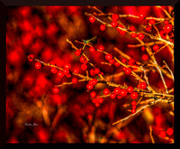 Red Berries DSC_9173