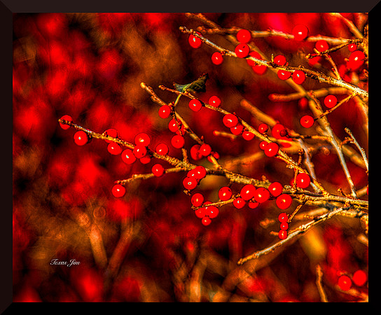 Red Berries DSC_9173