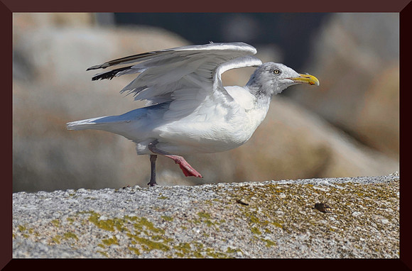 Portrait of a Young Gull DSC_5319