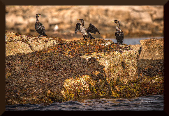 Shag Talkin DSC_9129
