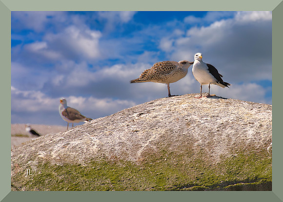 Mama and Kid Gull DSC_0091