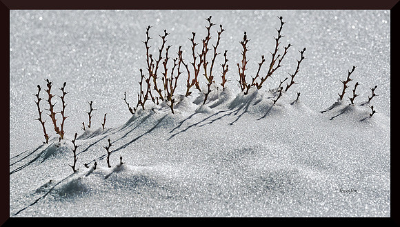 Stickers in Snow DSC_4483