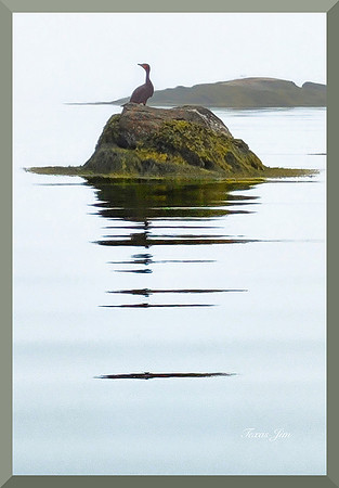 Shag in Fog