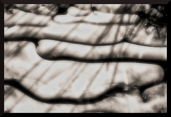 Patterns in a Frozen Puddle DSC_9323