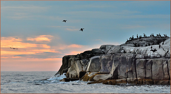 Birds of Bald Rock 3 w sig DSC_2258
