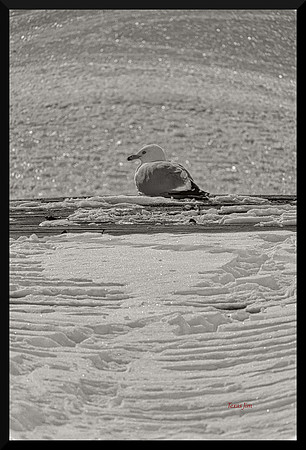 Sittin' on the Dock DSC_4497