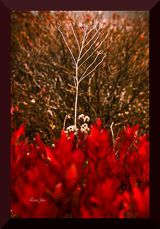 Whitey Bones DSC_9175