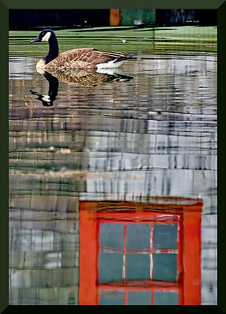 Reflections with Goose DSC_5223