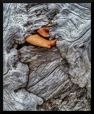 Fungus on dead wood