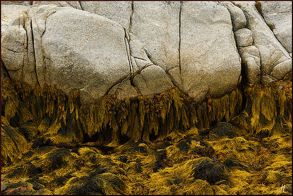 Seaweed Beard w sig DSC_2798