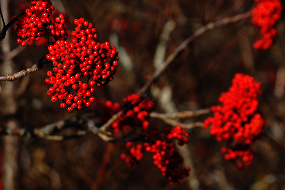 Winterberry Holly 3 DSC_3661