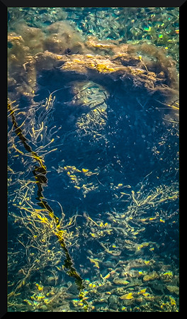 Skull Under Seaweed for web