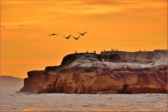 Birds of Bald Rock w sig for web DSC_2310