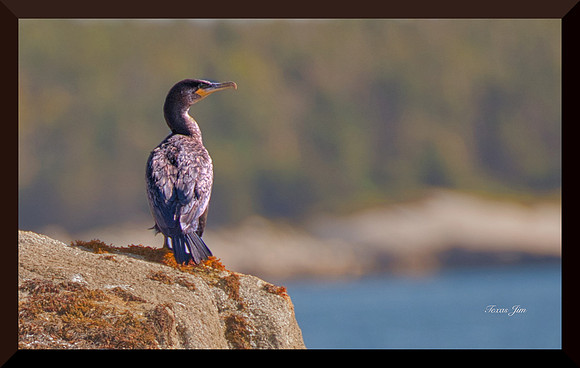 Shag DSC_9122