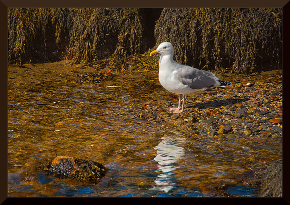 So Where Are The Crabs for web DSC_9743
