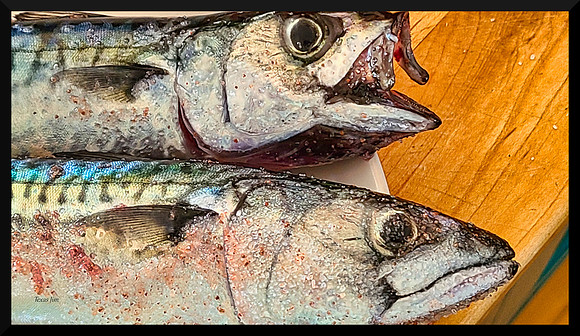 Salted Mackerel 20220723_165703