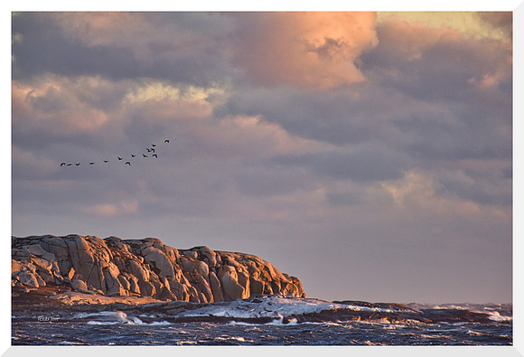 Geese over Hopson Island for web DSC_4154