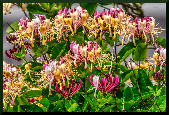 Honeysuckle Feast DSC_5126
