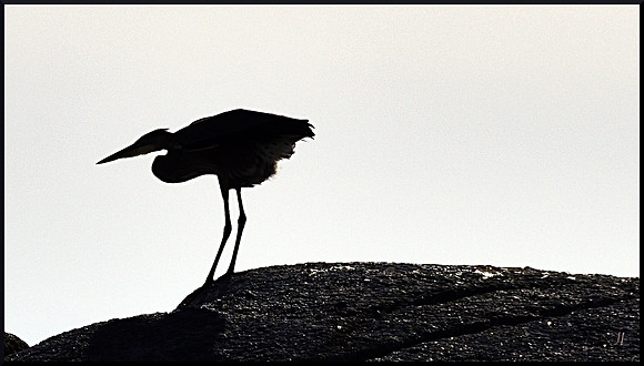 Crane Dance on Breakfast Rock 7 w sig DSC_3128