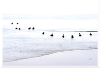 Ducks on Ice for web DSC_9721