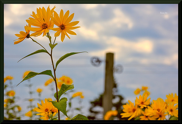Sunflower and Clothesline for web DSC_5352