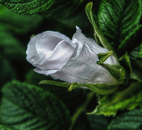 White Saltwater Rose Blossom DSC_5093