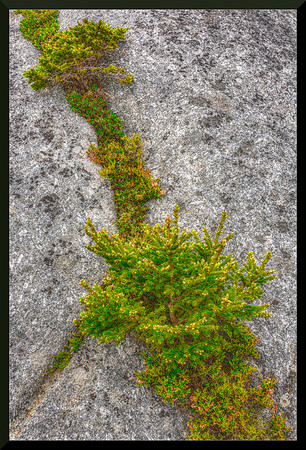 In the Crack for web DSC_4902