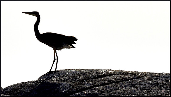 Crane Dance on Breakfast Rock 6 w sig DSC_3129